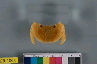 藏品(白紋方蟹)的圖片